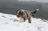 BERGER AUSTRALIEN PUPPIES 541